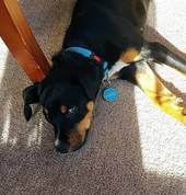 Meet Xero! Our mascot puppy :D